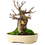 Acer buergerianum, 13,5 cm, ± 15 años