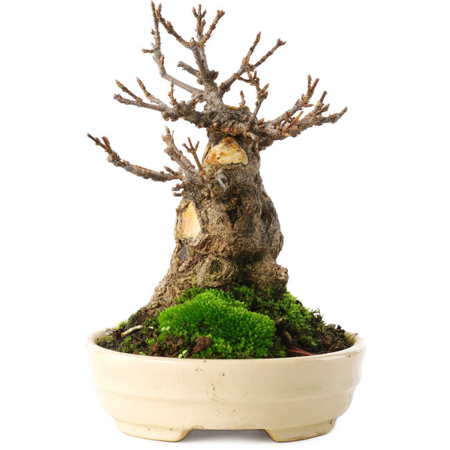 Acer buergerianum, 13,5 cm, ± 15 years old