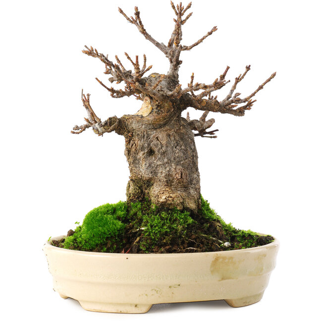 Acer buergerianum, 13,5 cm, ± 15 anni