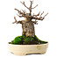 Acer buergerianum, 13,5 cm, ± 15 años
