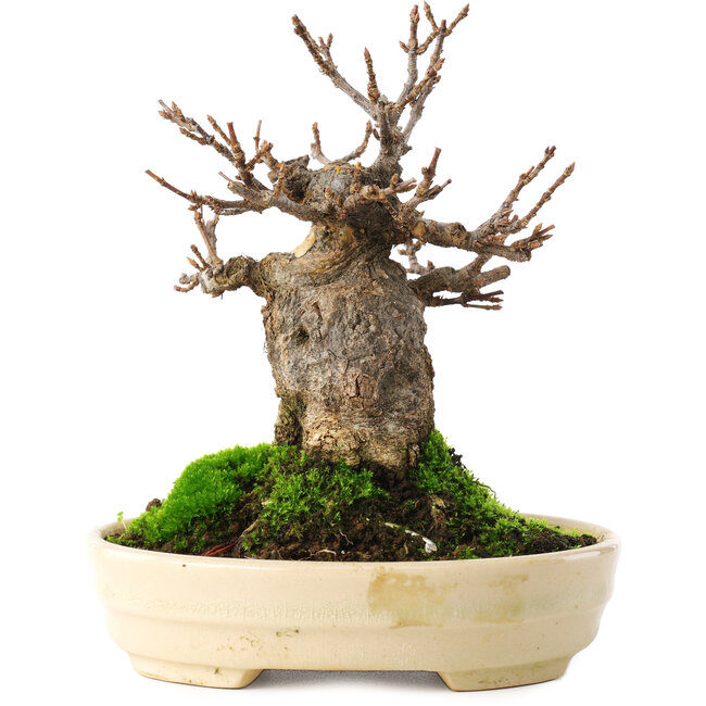 Acer buergerianum, 13,5 cm, ± 15 jaar oud