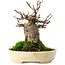 Acer buergerianum, 13,5 cm, ± 15 años