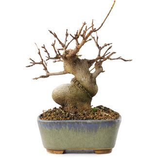 Acer buergerianum, 11,5 cm, ± 8 jaar oud