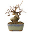 Acer buergerianum, 11,5 cm, ± 8 jaar oud