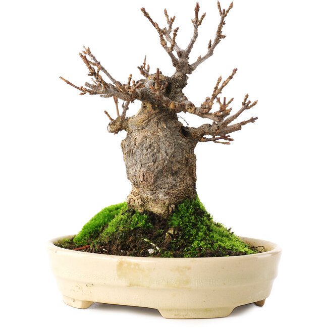 Acer buergerianum, 13,5 cm, ± 15 anni