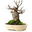 Acer buergerianum, 13,5 cm, ± 15 años