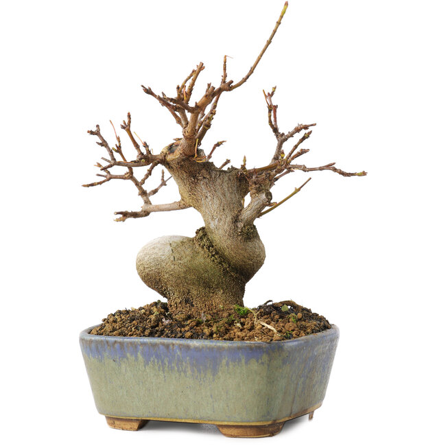 Acer buergerianum, 11,5 cm, ± 8 años