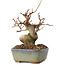 Acer buergerianum, 11,5 cm, ± 8 jaar oud