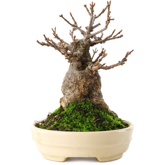 Acer buergerianum, 13,5 cm, ± 15 years old