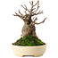 Acer buergerianum, 13,5 cm, ± 15 años