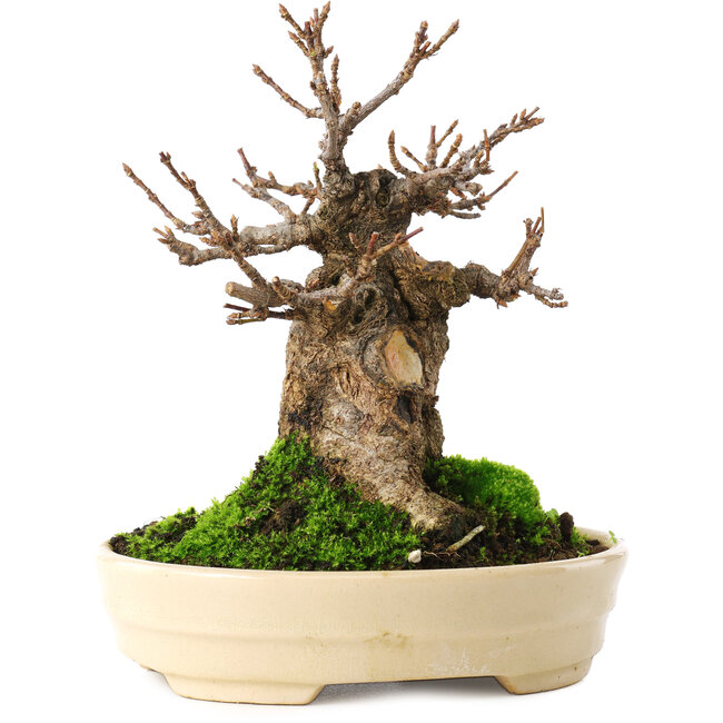 Acer buergerianum, 13,5 cm, ± 15 years old