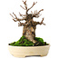 Acer buergerianum, 13,5 cm, ± 15 años
