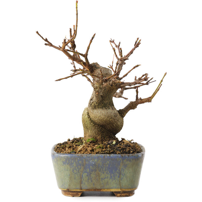 Acer buergerianum, 11,5 cm, ± 8 jaar oud