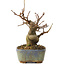 Acer buergerianum, 11,5 cm, ± 8 jaar oud
