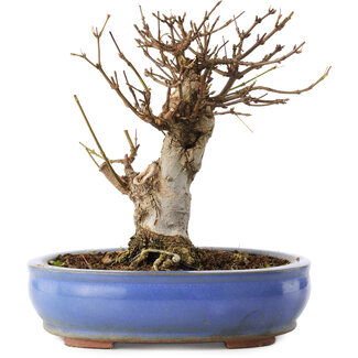 Acer buergerianum, 14 cm, ± 8 años