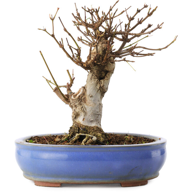 Acer buergerianum, 14 cm, ± 8 años