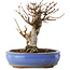 Acer buergerianum, 14 cm, ± 8 años