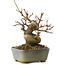 Acer buergerianum, 11,5 cm, ± 8 jaar oud