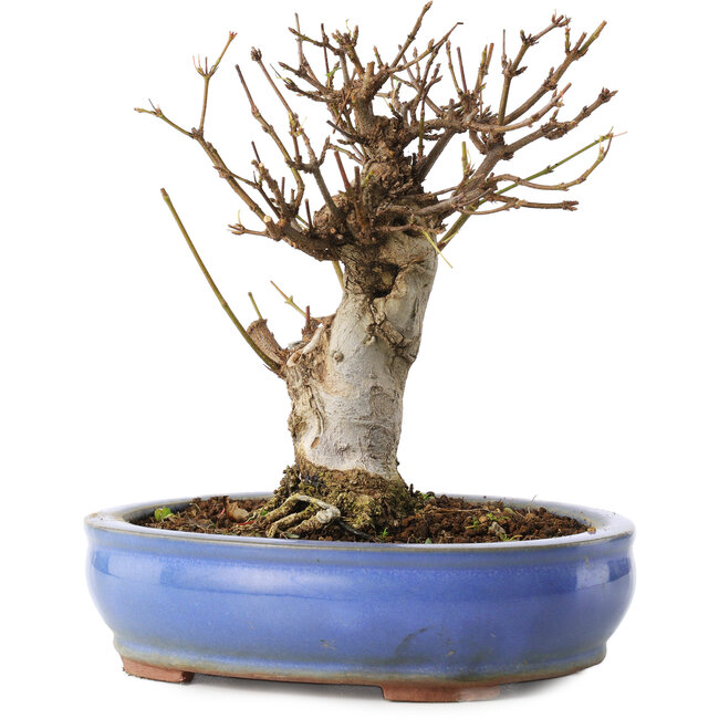 Acer buergerianum, 14 cm, ± 8 Jahre alt