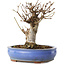 Acer buergerianum, 14 cm, ± 8 años