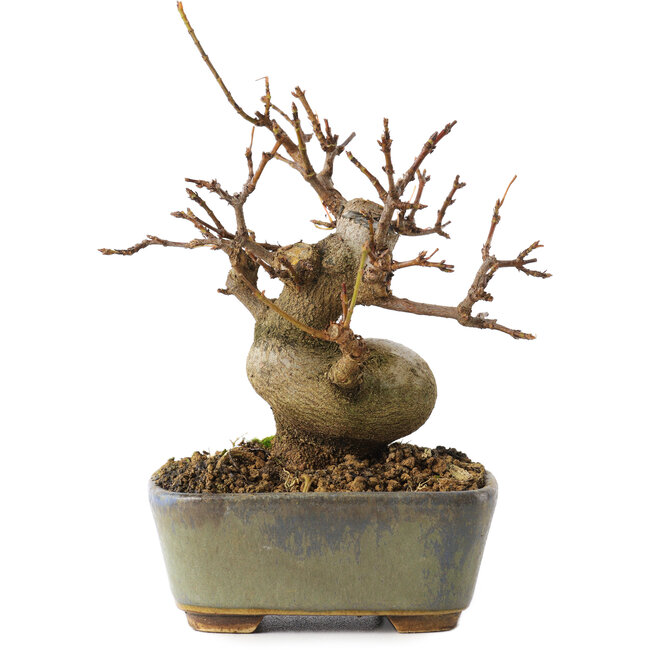 Acer buergerianum, 11,5 cm, ± 8 anni