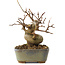 Acer buergerianum, 11,5 cm, ± 8 jaar oud
