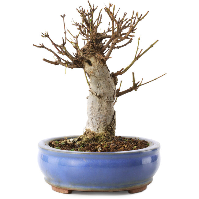 Acer buergerianum, 14 cm, ± 8 jaar oud