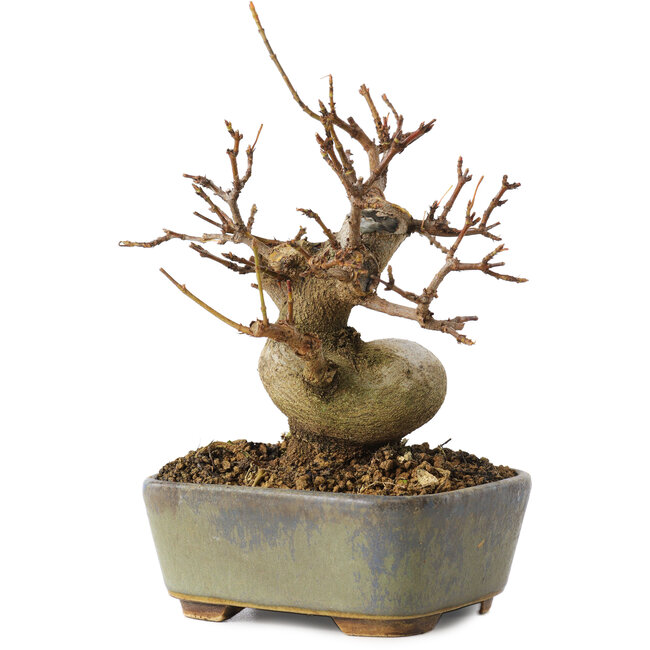 Acer buergerianum, 11,5 cm, ± 8 anni