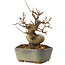 Acer buergerianum, 11,5 cm, ± 8 jaar oud