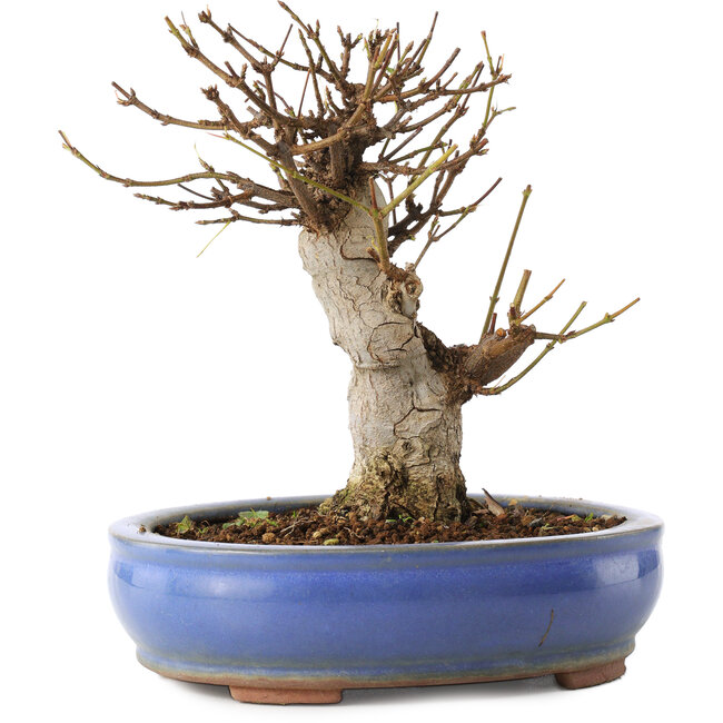 Acer buergerianum, 14 cm, ± 8 anni