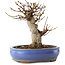 Acer buergerianum, 14 cm, ± 8 años