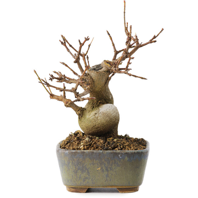 Acer buergerianum, 11,5 cm, ± 8 years old