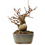 Acer buergerianum, 11,5 cm, ± 8 jaar oud