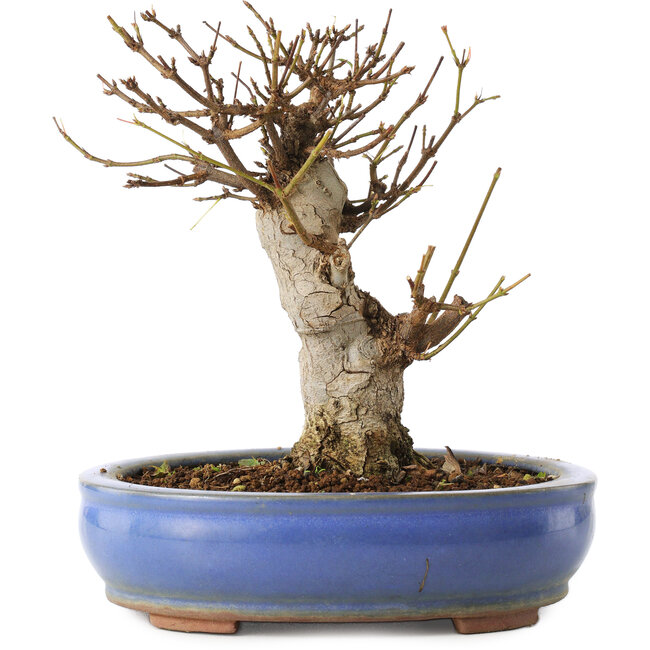 Acer buergerianum, 14 cm, ± 8 años