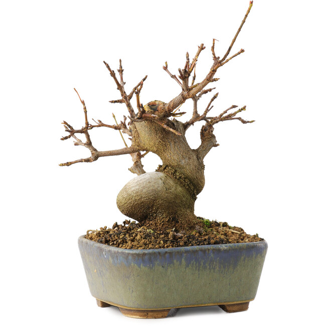 Acer buergerianum, 11,5 cm, ± 8 años