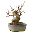 Acer buergerianum, 11,5 cm, ± 8 jaar oud