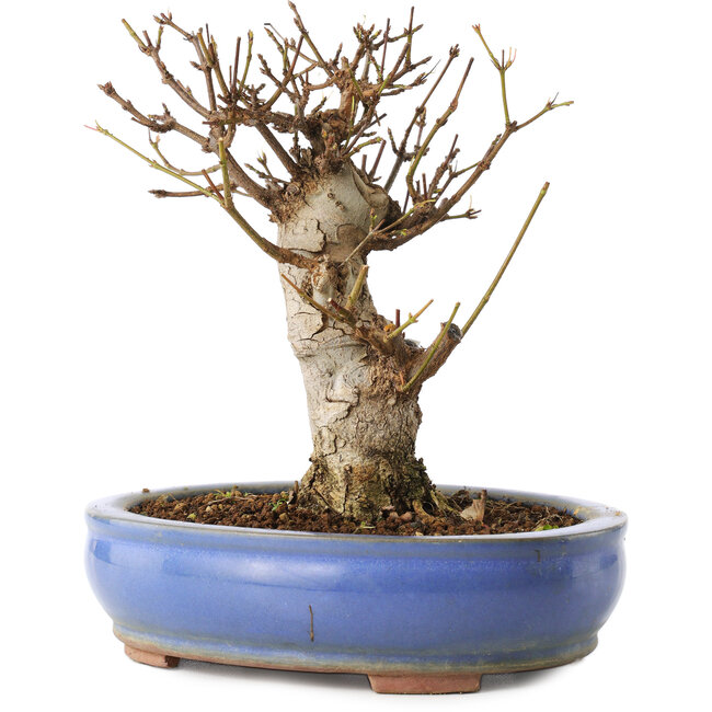 Acer buergerianum, 14 cm, ± 8 jaar oud