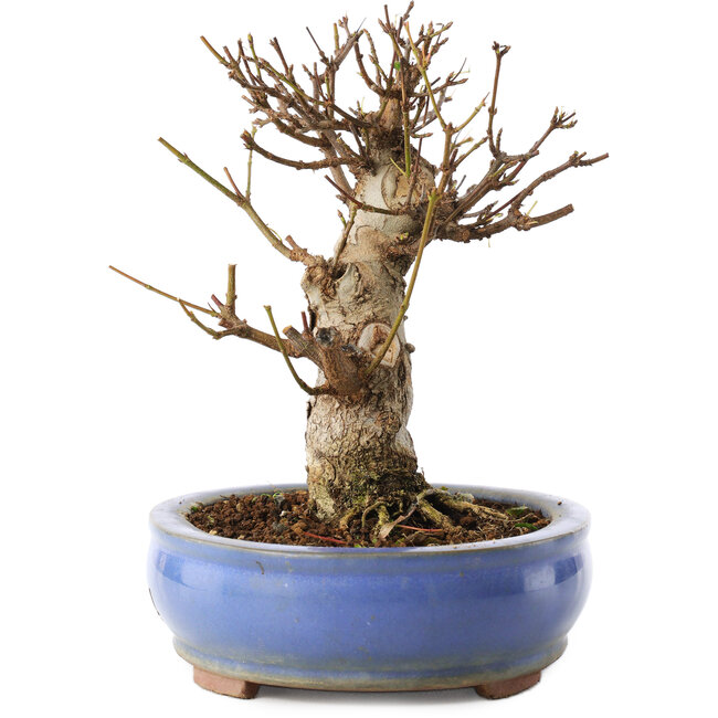 Acer buergerianum, 14 cm, ± 8 years old