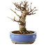 Acer buergerianum, 14 cm, ± 8 años