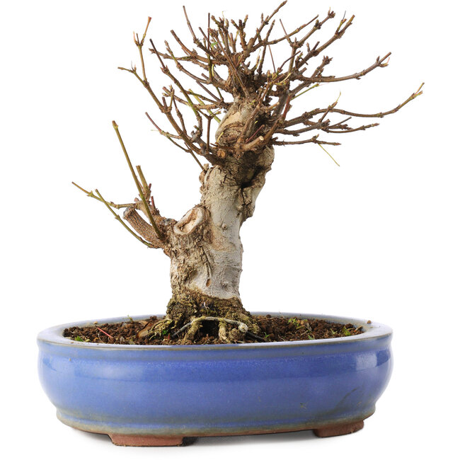 Acer buergerianum, 14 cm, ± 8 anni