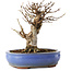 Acer buergerianum, 14 cm, ± 8 años