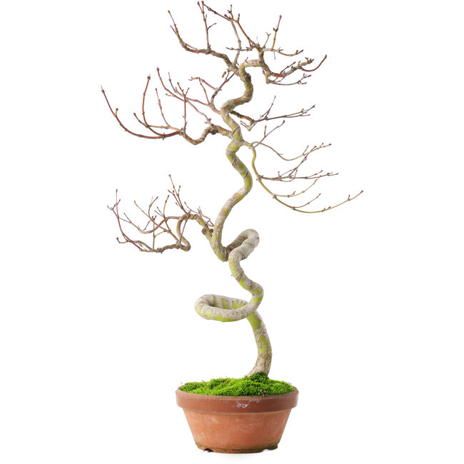 Acer palmatum, 39 cm, ± 12 ans