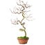 Acer palmatum, 39 cm, ± 12 years old