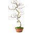 Acer palmatum, 39 cm, ± 12 ans