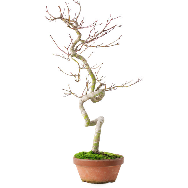 Acer palmatum, 39 cm, ± 12 anni