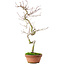 Acer palmatum, 39 cm, ± 12 ans