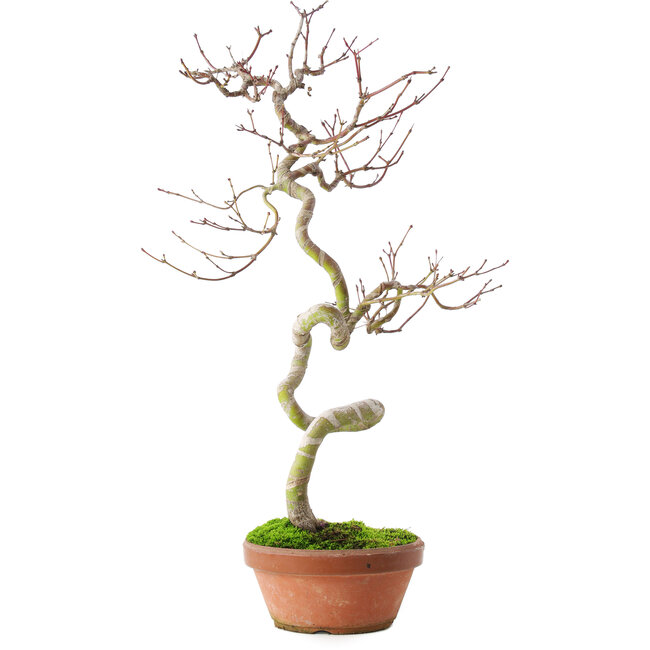 Acer palmatum, 39 cm, ± 12 jaar oud