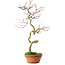 Acer palmatum, 39 cm, ± 12 ans