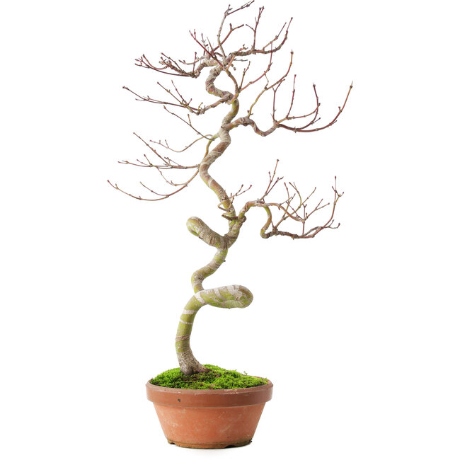 Acer palmatum, 39 cm, ± 12 anni