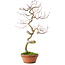 Acer palmatum, 39 cm, ± 12 ans